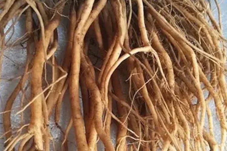 红牛膝图片大全