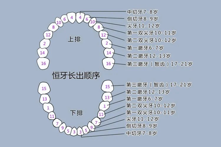 11岁换牙顺序图