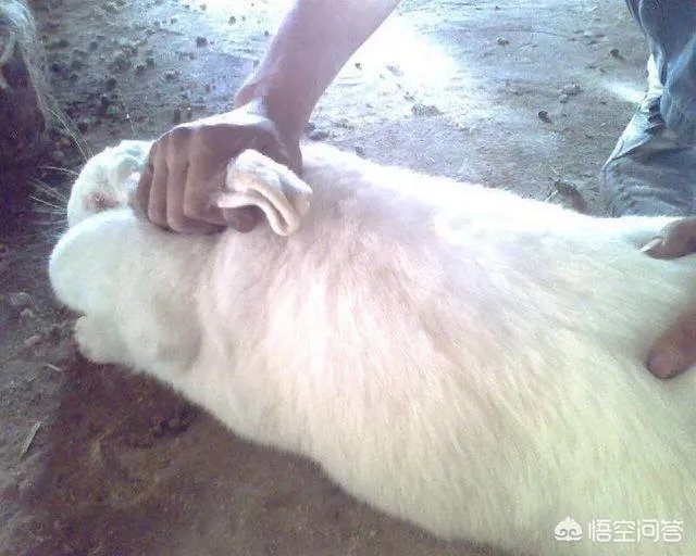 肉兔的品种有哪些？