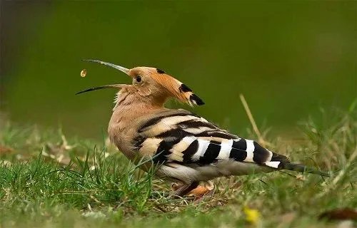 啁啾是什么意思