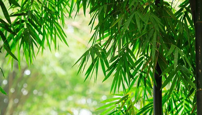 竹子的用途 竹子有哪些用途