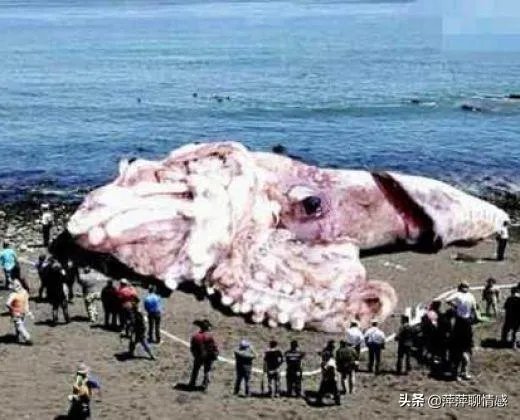 传说中的大海蛇,已经有几千年目击记录,为什么没留下任何证据?