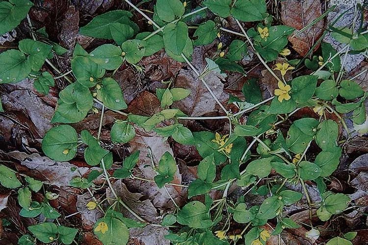 金钱草图片和功效