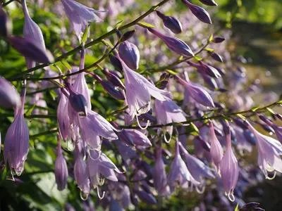 泽兰的功效与作用 使用泽兰有什么好处