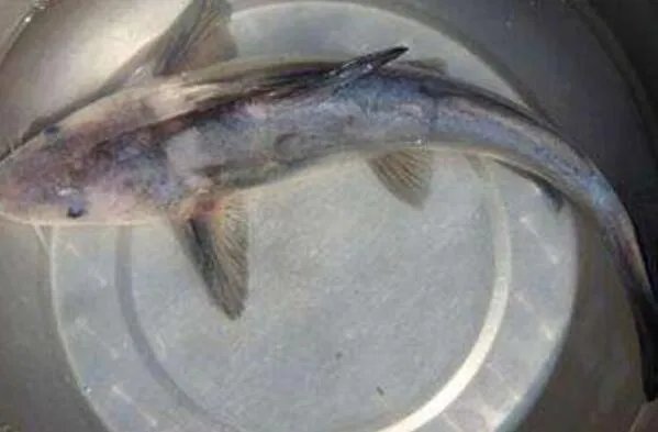 世界上最贵的十种鱼 波纹唇鱼上榜,第七被誉为“冰海之皇”