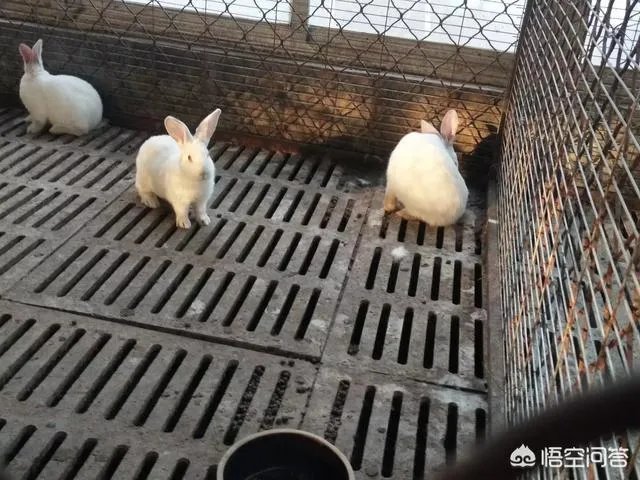 肉兔的品种有哪些？