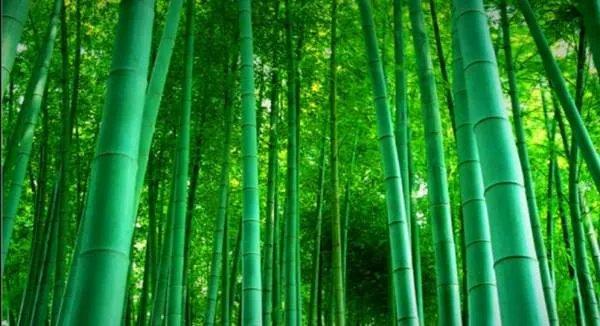 千磨万击还坚劲 任尔东西南北风中尔是什么意思