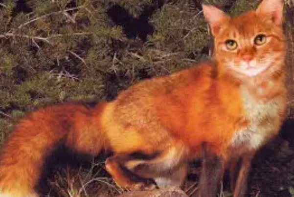 十大灭绝动物，第一被称为北极企鹅，北美白狼上榜