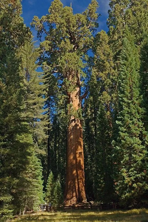 世界十大最奇特的树