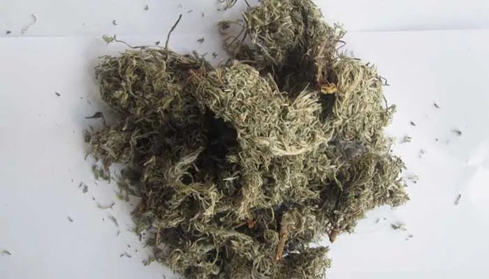 茵陈的功效与作用 茵陈图片