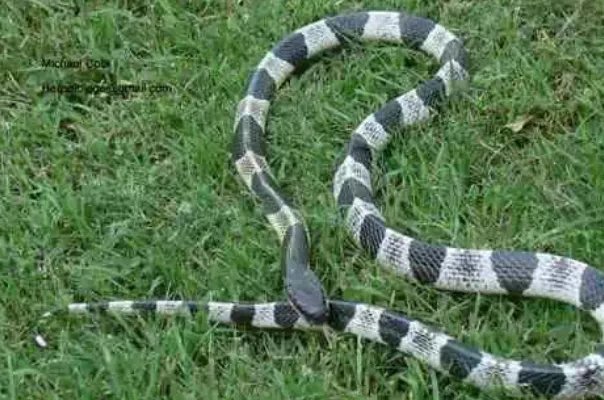 世界十大毒蛇，细鳞太攀蛇排第一，第十是蛇类煞星