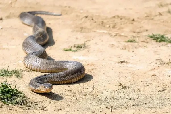 世界十大毒蛇，细鳞太攀蛇排第一，第十是蛇类煞星