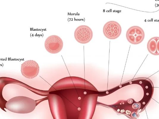女性每个月都会排卵吗