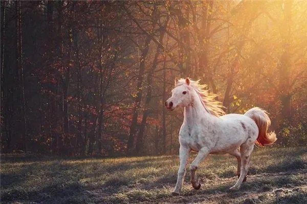 1942年属什么生肖