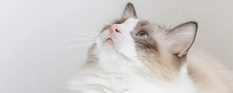 好奇害死猫是什么意思