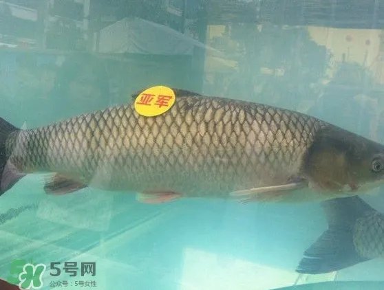 脆肉鲩是什么鱼？脆肉鲩口感为什么是脆的