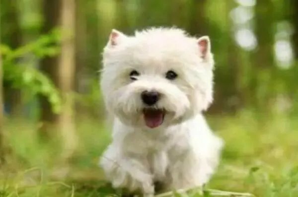 十大顶级梗类犬,斗牛梗排第六,第一体型较小