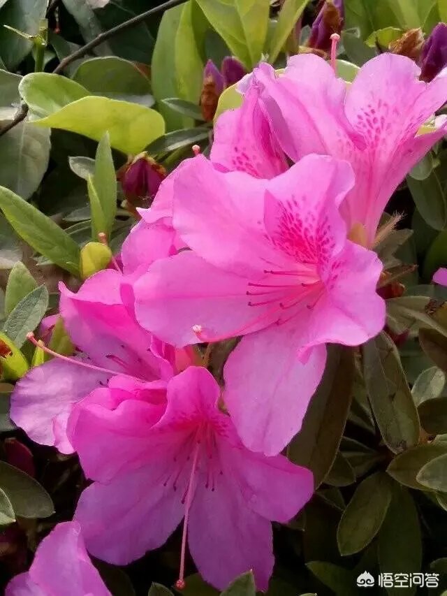 沈巍流浪，是主动选择还是另有隐情？