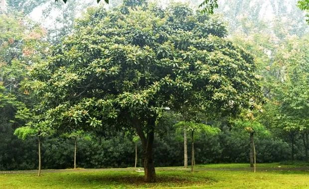 树种类大全 观赏树种价值高的有哪些