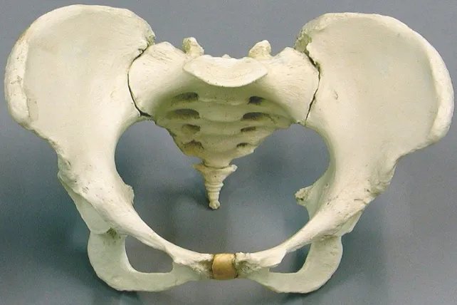 女性骨盆图片