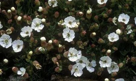 世界上最高贵神秘的花——来自的古巴幽灵兰花