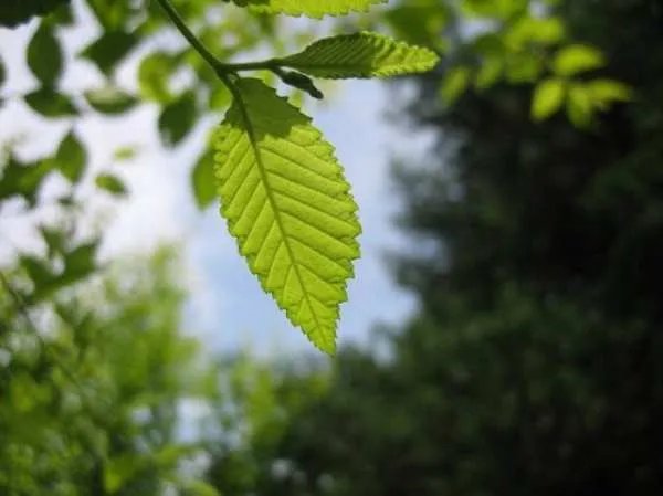 各种树叶图片及名称