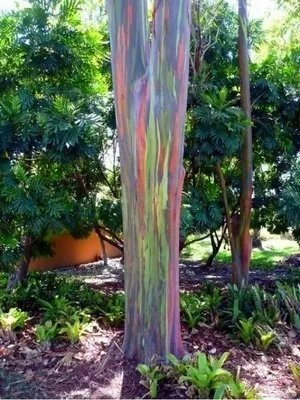 世界十大最奇特的树