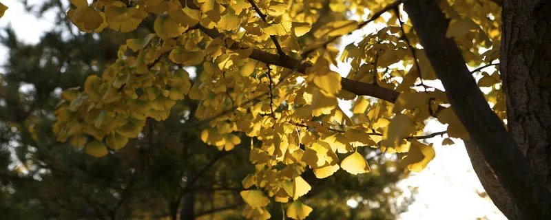 描写风的词语 描写风的词语有哪些