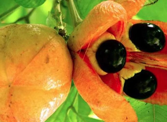 世界上最恐怖的水果——西非荔枝果