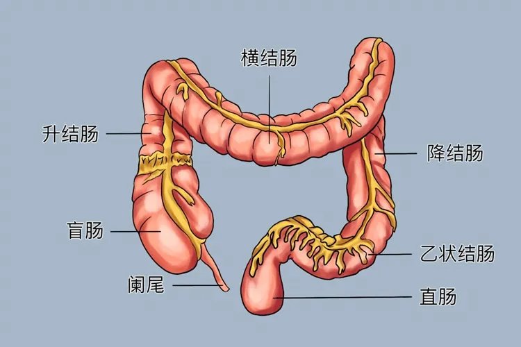 全胃肠道解剖示意图