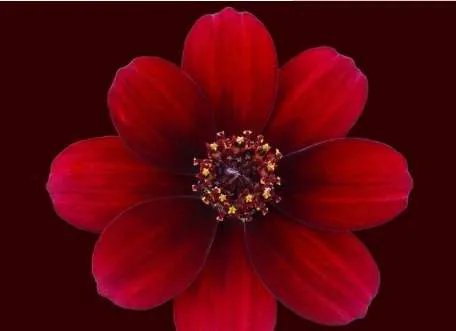 世界上最高贵神秘的花——来自的古巴幽灵兰花