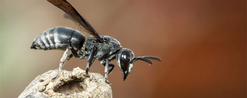 寄生蜂会寄生人类吗 寄生蜂的寄生形式