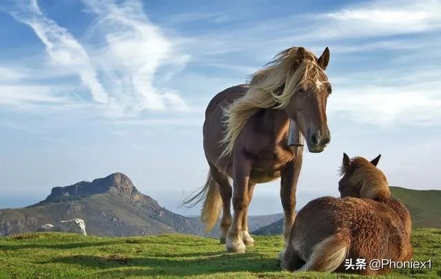 何当金络脑，快走踏清秋这两句诗的意思是什么？