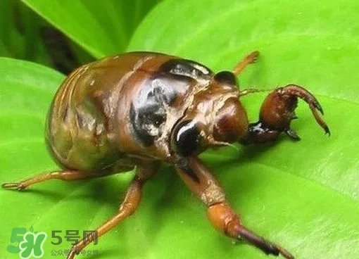 幼蝉猴怎么抓?幼蝉猴什么时候抓最好