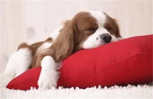 请假陪病狗被扣薪  女子不服怒告单位要工资