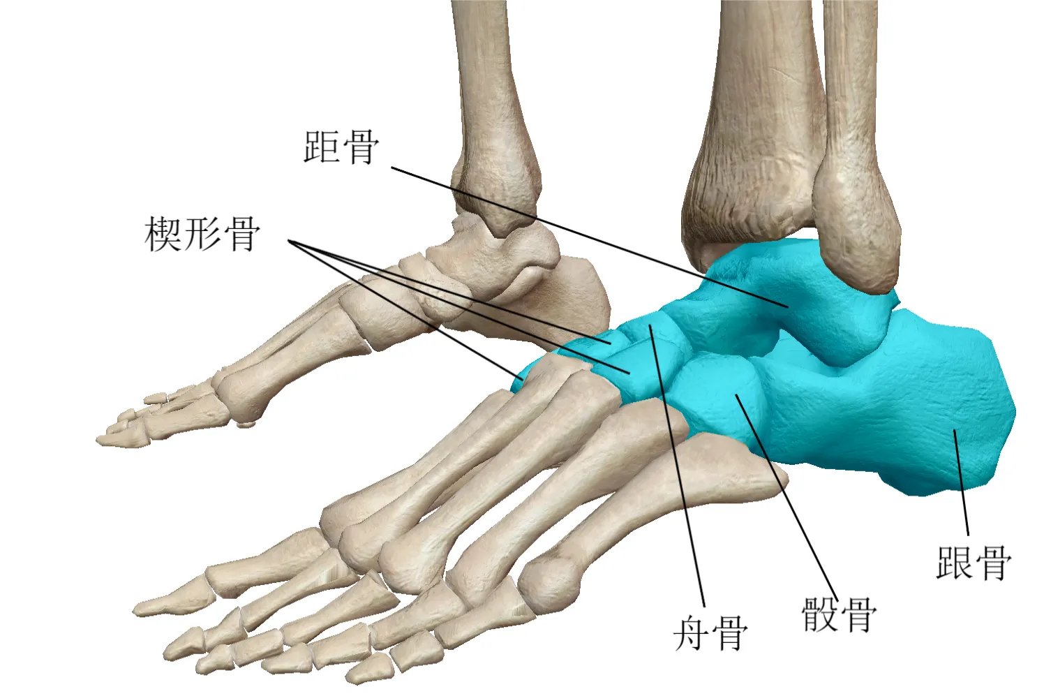 脚的骨骼全部结构图
