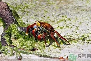 螃蟹怎么保存才新鲜？活螃蟹怎么保存过夜？