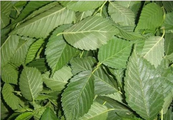 各种树叶图片及名称