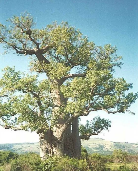 世界十大最奇特的树