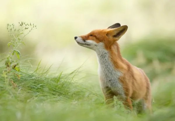 狡猾的意思是什么？