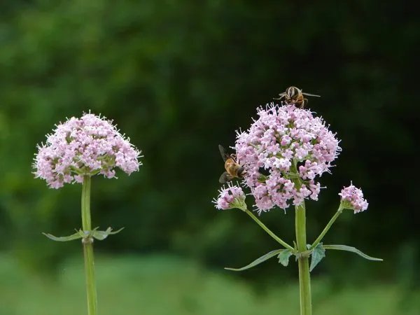 赤霉素能促进细胞增殖吗