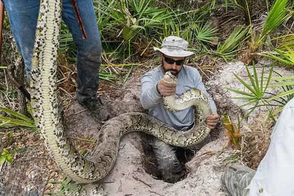世界上最大的十种蛇,地毯蟒上榜,第一重量达250公斤