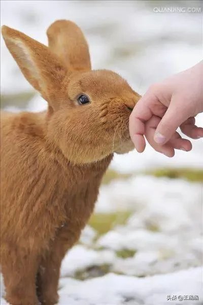 肉兔的品种有哪些？