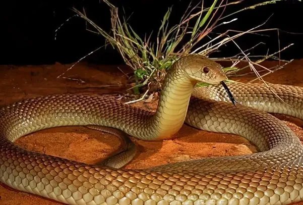 世界十大毒蛇，细鳞太攀蛇排第一，第十是蛇类煞星