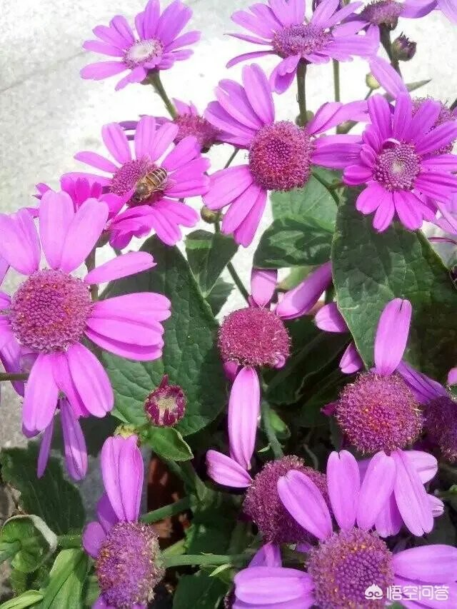 沈巍流浪，是主动选择还是另有隐情？