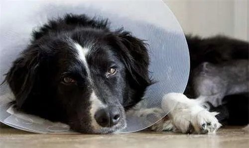 请假陪病狗被扣薪  女子不服怒告单位要工资