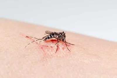 蚊子咬了肿很大很硬是怎么回事