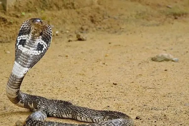 世界十大毒蛇，细鳞太攀蛇排第一，第十是蛇类煞星