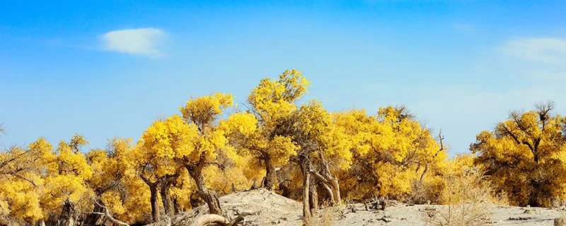 胡杨林在什么地方