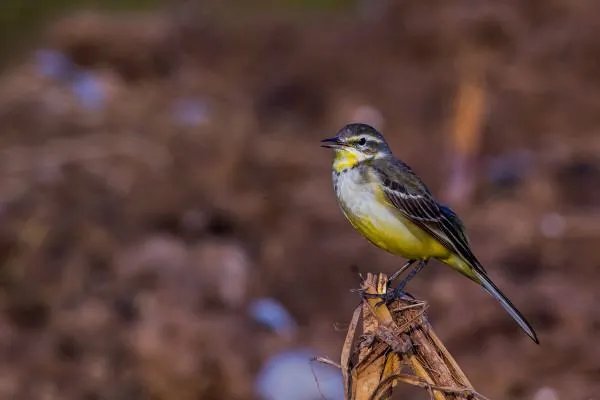 啁啾是什么意思